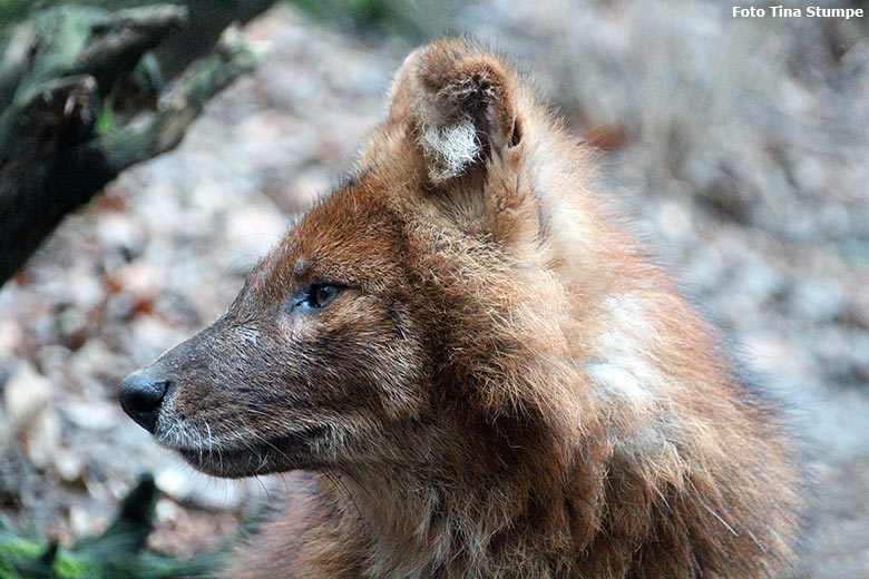 Asiatischer Rothund am 23. Dezember 2018 auf der ehemaligen Wolfsanlage im Zoo Wuppertal (Foto Tina Stumpe)