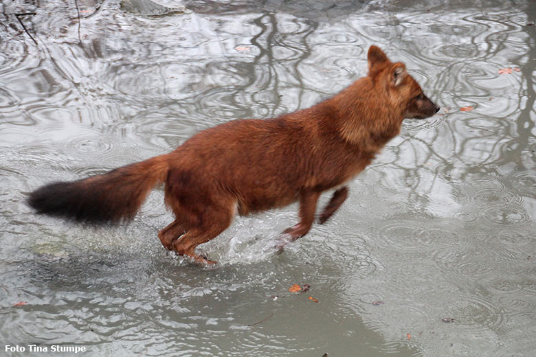 Asiatischer Rothund am 23. Dezember 2018 im Wassergraben der ehemaligen Wolfsanlage im Wuppertaler Zoo (Foto Tina Stumpe)