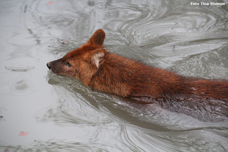 Asiatischer Rothund am 23. Dezember 2018 im Wassergraben der ehemaligen Wolfsanlage im Zoologischen Garten der Stadt Wuppertal (Foto Tina Stumpe)