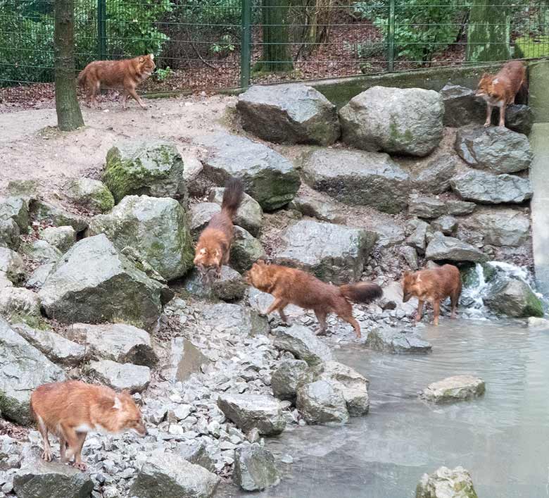 Asiatische Rothunde am 6. Januar 2019 auf der Außenanlage im Grünen Zoo Wuppertal