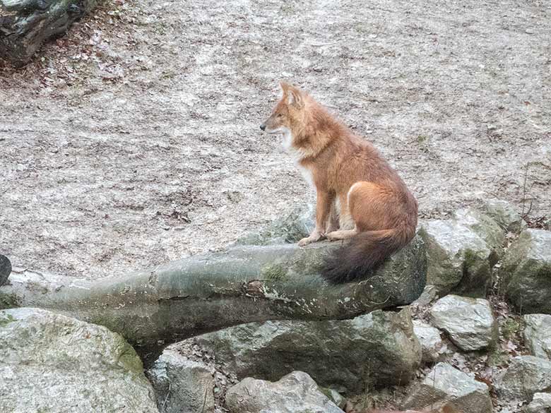 Asiatischer Rothund am 6. Januar 2019 auf der Außenanlage im Zoologischen Garten Wuppertal