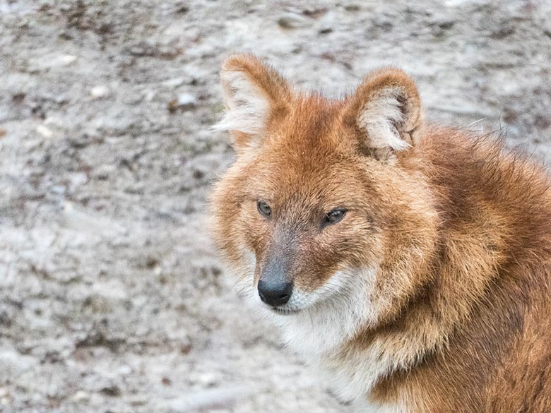 Asiatischer Rothund am 6. Januar 2019 auf der Außenanlage im Wuppertaler Zoo