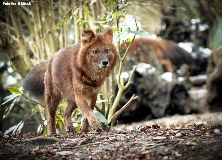 Asiatischer Rothund am 3. Februar 2019 im Wuppertaler Zoo (Foto Gerrit Nitsch)