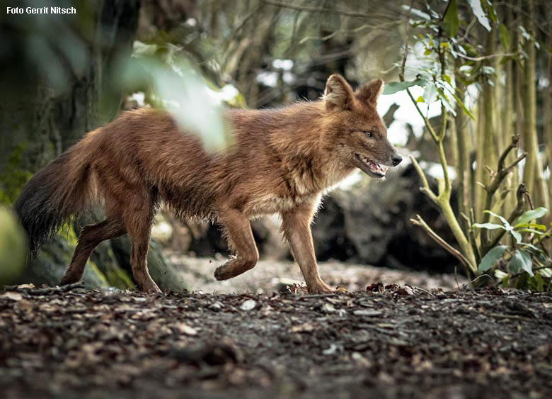 Asiatischer Rothund am 3. Februar 2019 im Grünen Zoo Wuppertal (Foto Gerrit Nitsch)