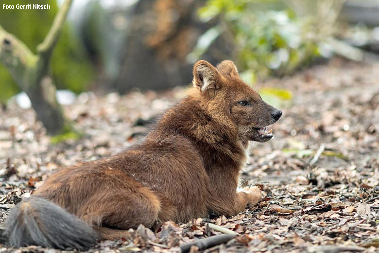 Asiatischer Rothund am 3. Februar 2019 im Zoologischen Garten Wuppertal (Foto Gerrit Nitsch)