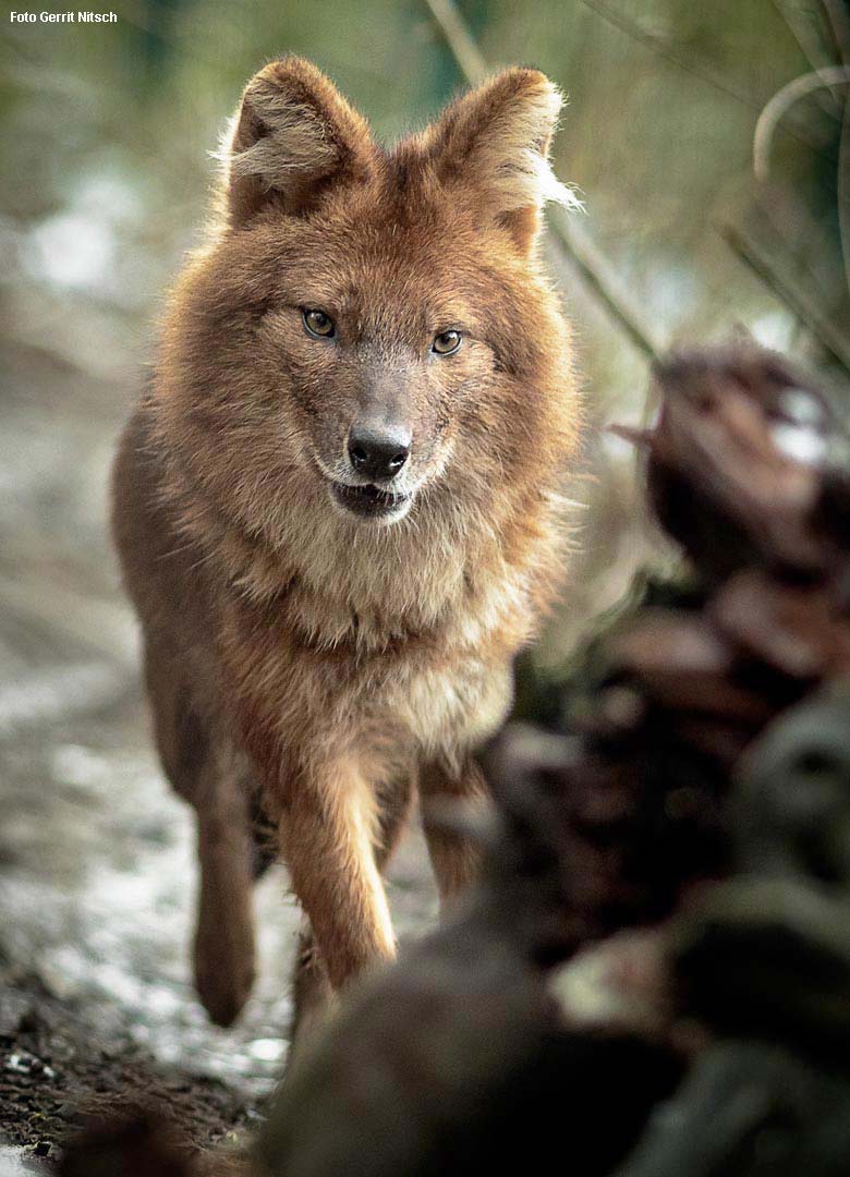 Asiatischer Rothund am 3. Februar 2019 im Wuppertaler Zoo (Foto Gerrit Nitsch)