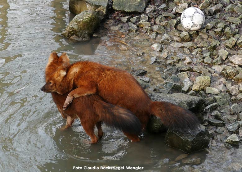 Asiatische Rothunde am 13. Februar 2019 auf der Außenanlage im Wuppertaler Zoo (Foto Claudia Böckstiegel-Wengler)