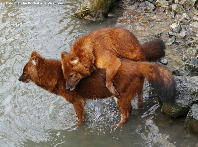 Asiatische Rothunde am 13. Februar 2019 auf der Außenanlage im Zoo Wuppertal (Foto Claudia Böckstiegel-Wengler)