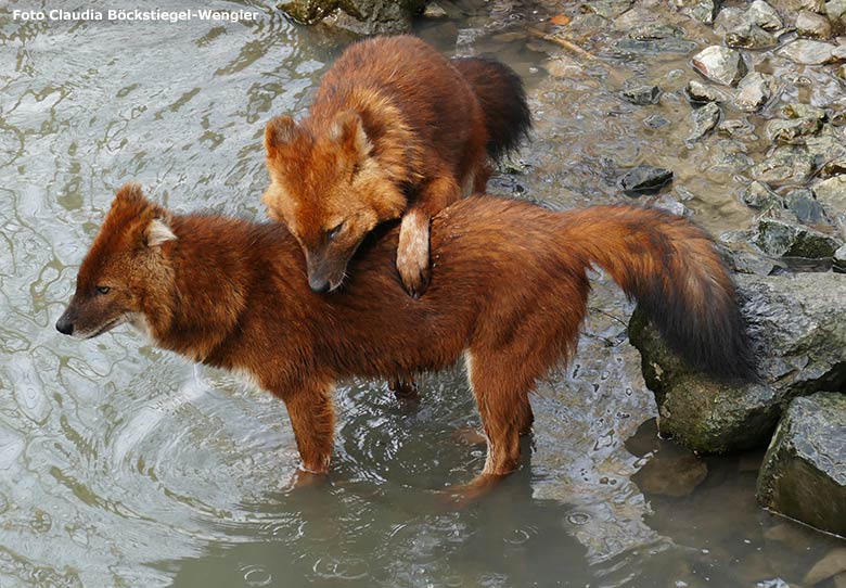 Asiatische Rothunde am 13. Februar 2019 auf der Außenanlage im Zoologischen Garten der Stadt Wuppertal (Foto Claudia Böckstiegel-Wengler)