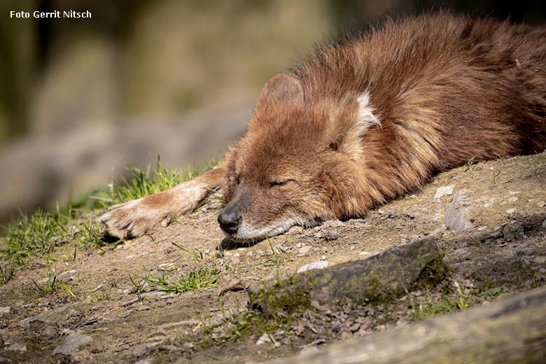 Asiatischer Rothund am 15. April 2019 auf der Außenanlage im Wuppertaler Zoo (Foto Gerrit Nitsch)