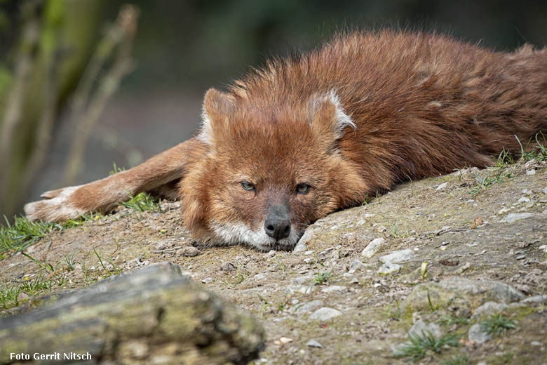 Asiatischer Rothund am 15. April 2019 auf der Außenanlage im Grünen Zoo Wuppertal (Foto Gerrit Nitsch)