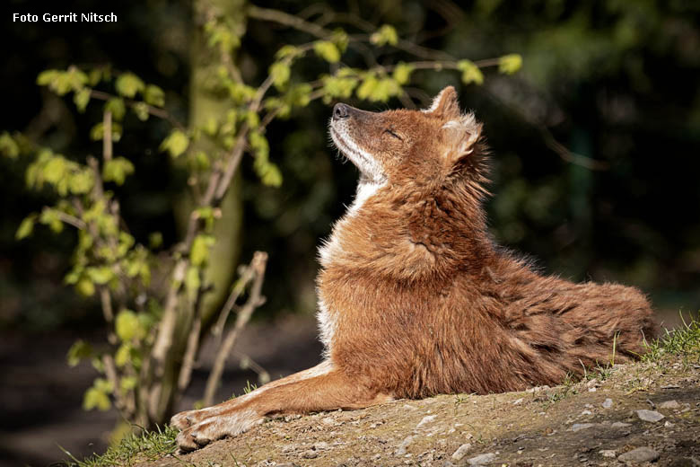 Asiatischer Rothund am 15. April 2019 auf der Außenanlage im Grünen Zoo Wuppertal (Foto Gerrit Nitsch)