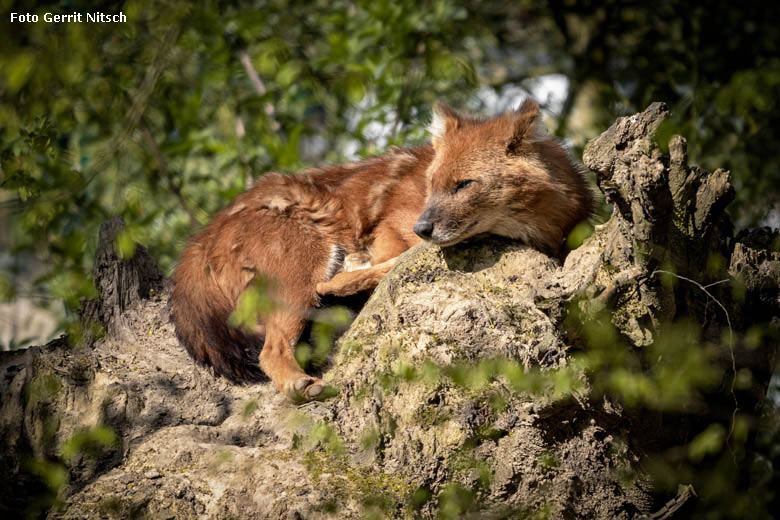 Asiatischer Rothund am 15. April 2019 auf der Außenanlage im Zoologischen Garten der Stadt Wuppertal (Foto Gerrit Nitsch)