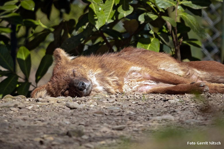 Asiatischer Rothund am 15. April 2019 auf der Außenanlage im Wuppertaler Zoo (Foto Gerrit Nitsch)