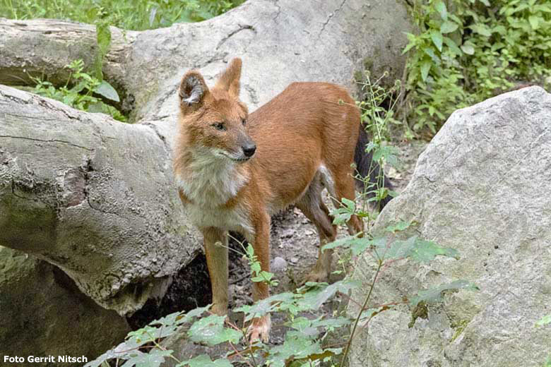 Asiatischer Rothund am 10. Juli 2019 auf der Außenanlage im Grünen Zoo Wuppertal (Foto Gerrit Nitsch)