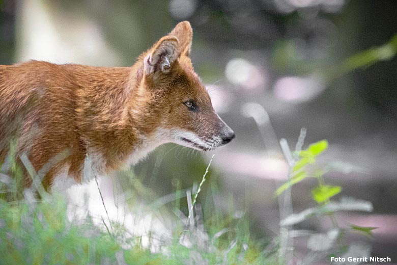 Asiatischer Rothund am 10. Juli 2019 auf der Außenanlage im Zoologischen Garten Wuppertal (Foto Gerrit Nitsch)