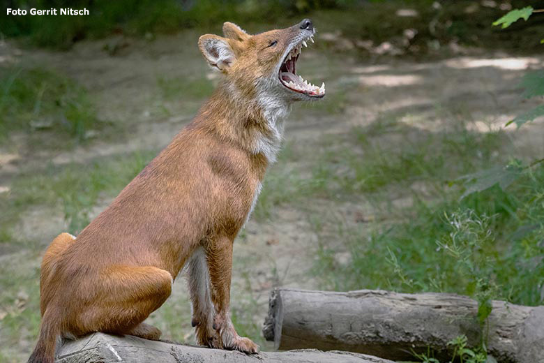 Asiatischer Rothund am 10. Juli 2019 auf der Außenanlage im Zoo Wuppertal (Foto Gerrit Nitsch)