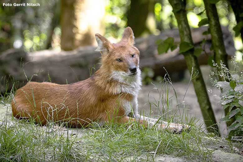 Asiatischer Rothund am 10. Juli 2019 auf der Außenanlage im Wuppertaler Zoo (Foto Gerrit Nitsch)