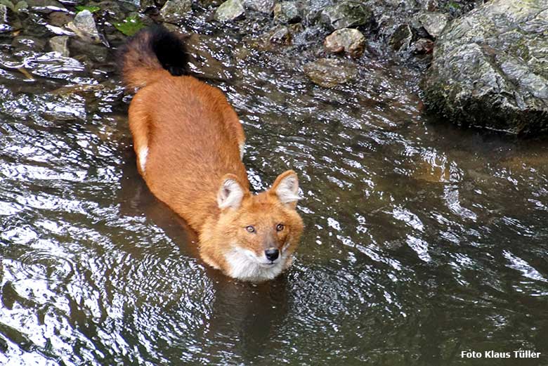 Asiatischer Rothund am 16. August 2019 im Wasser der Außenanlage im Wuppertaler Zoo (Foto Klaus Tüller)