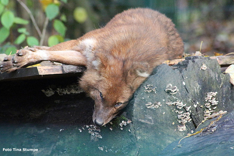 Asiatischer Rothund am 24. November 2019 auf der Außenanlage im Grünen Zoo Wuppertal (Foto Tina Stumpe)