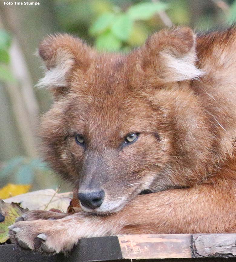 Asiatischer Rothund am 24. November 2019 auf der Außenanlage im Zoo Wuppertal (Foto Tina Stumpe)