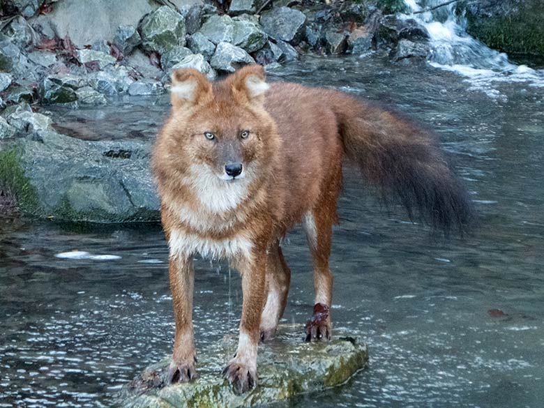 Asiatischer Rothund am 18. Dezember 2019 auf der Außenanlage im Grünen Zoo Wuppertal