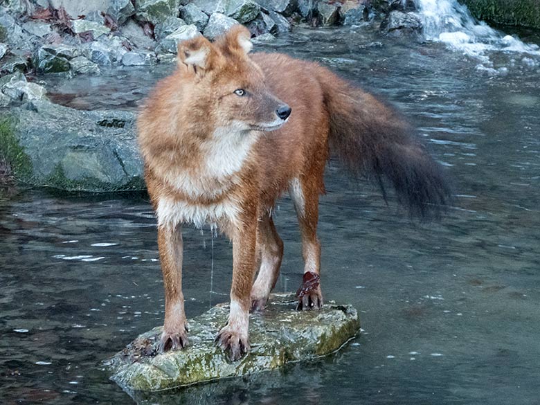 Asiatischer Rothund am 18. Dezember 2019 auf der Außenanlage im Zoologischen Garten Wuppertal