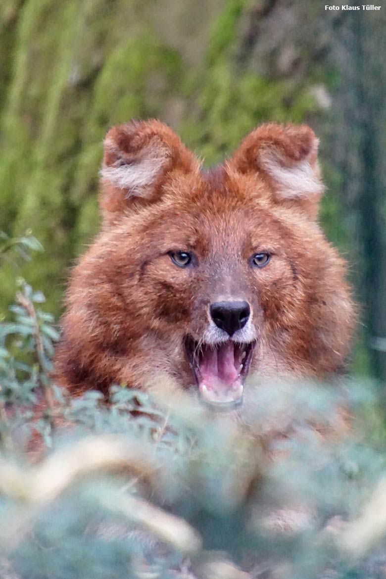 Asiatischer Rothund am 25. Januar 2020 auf der Außenanlage im Wuppertaler Zoo (Foto Klaus Tüller)