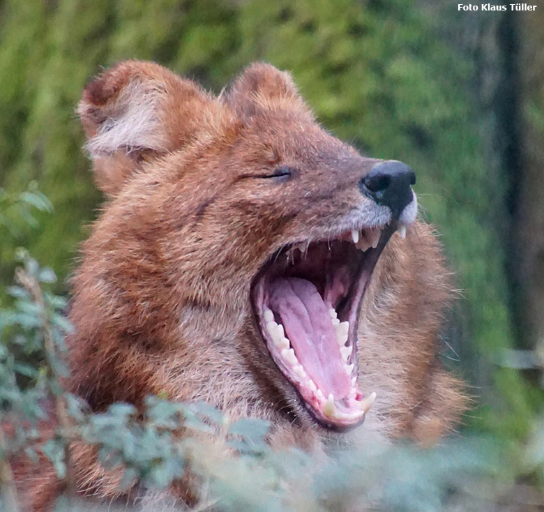 Asiatischer Rothund am 25. Januar 2020 auf der Außenanlage im Zoologischen Garten Wuppertal (Foto Klaus Tüller)