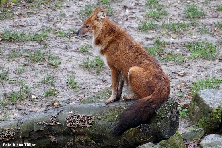 Asiatischer Rothund am 2. Februar 2020 auf der Außenanlage im Zoologischen Garten Wuppertal (Foto Klaus Tüller)