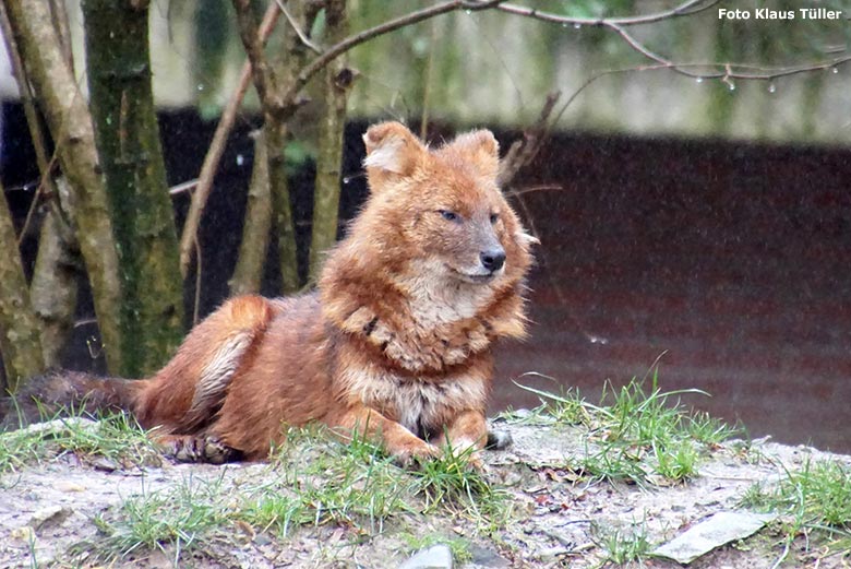 Asiatischer Rothund am 2. Februar 2020 auf der Außenanlage im Zoo Wuppertal (Foto Klaus Tüller)