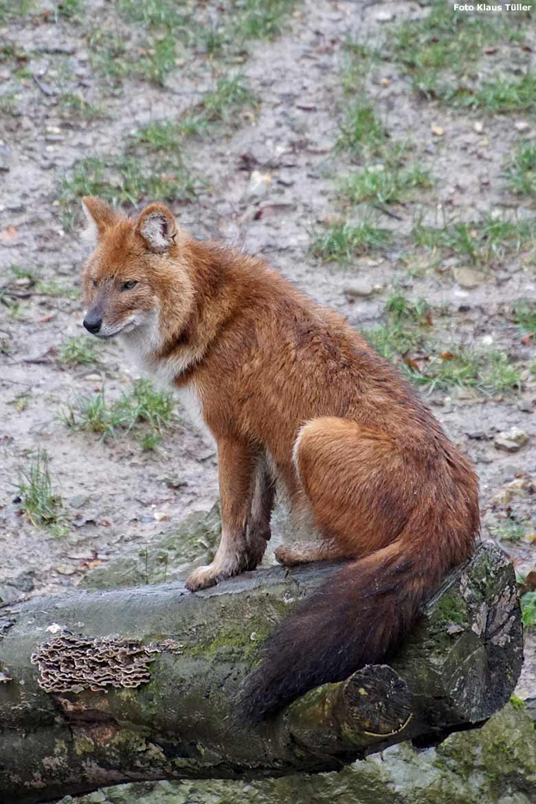 Asiatischer Rothund am 2. Februar 2020 auf der Außenanlage im Wuppertaler Zoo (Foto Klaus Tüller)