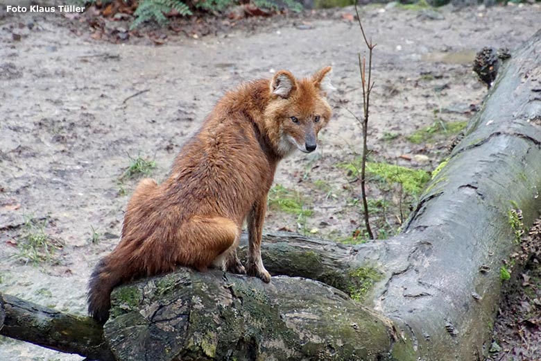 Asiatischer Rothund am 2. Februar 2020 auf der Außenanlage im Grünen Zoo Wuppertal (Foto Klaus Tüller)