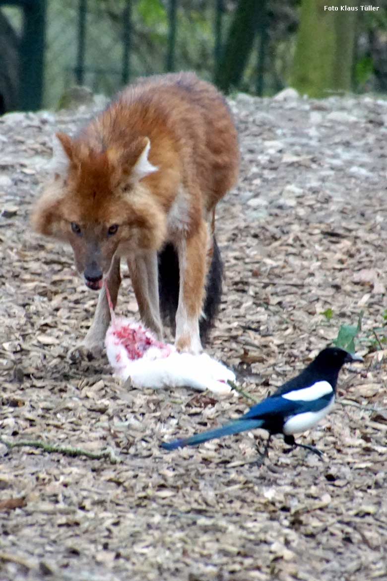 Rothund mit Futtertier am 17. Februar 2020 auf der Außenanlage im Zoologischen Garten Wuppertal (Foto Klaus Tüller)