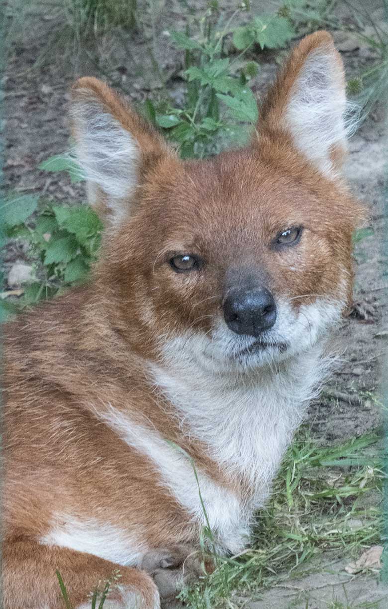 Asiatischer Rothund am 23. Juni 2020 auf der Außenanlage im Wuppertaler Zoo