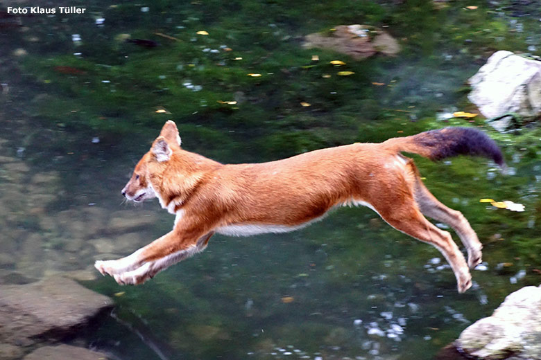 Asiatischer Rothund am 20. Juli 2020 auf der Außenanlage im Grünen Zoo Wuppertal (Foto Klaus Tüller)