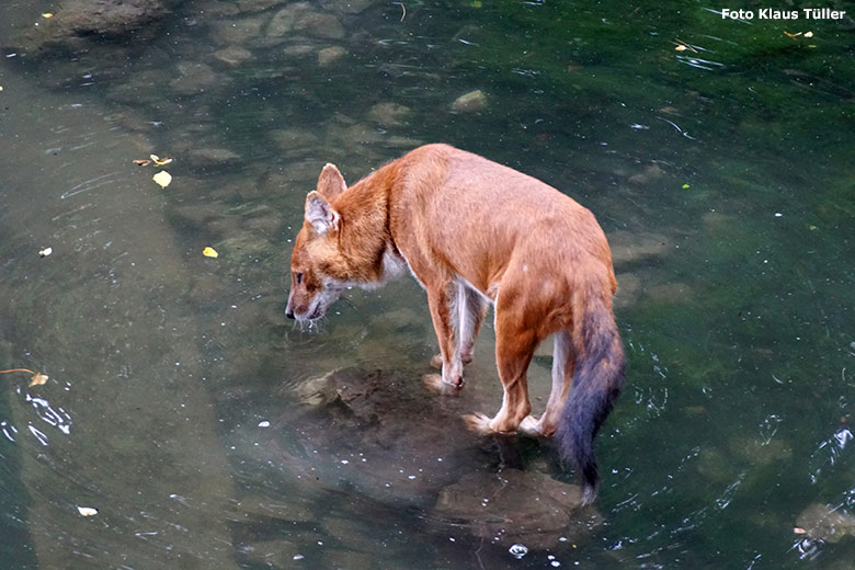 Asiatischer Rothund am 20. Juli 2020 auf der Außenanlage im Wuppertaler Zoo (Foto Klaus Tüller)