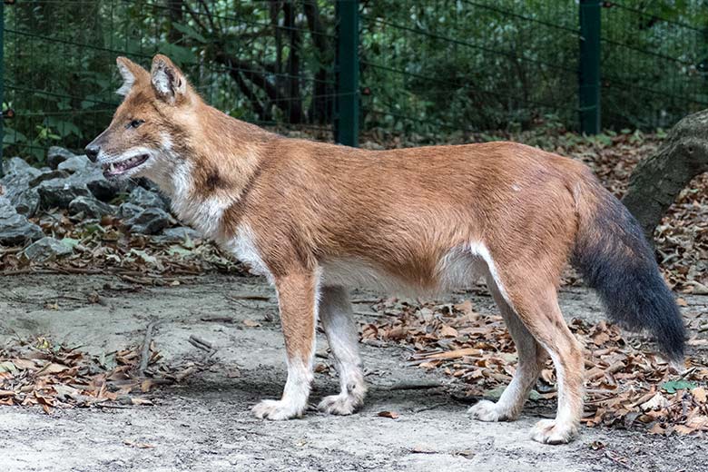 Asiatischer Rothund am 27. August 2020 auf der Außenanlage im Grünen Zoo Wuppertal