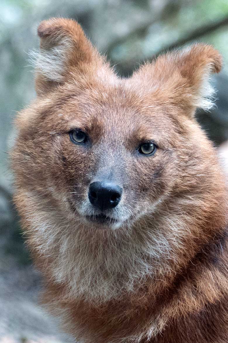 Asiatischer Rothund am 27. August 2020 auf der Außenanlage im Wuppertaler Zoo