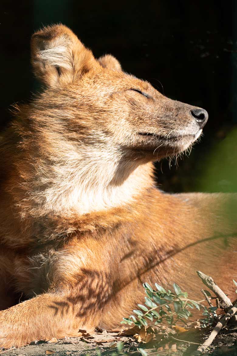 Asiatischer Rothund am 17. September 2020 auf der Außenanlage im Wuppertaler Zoo