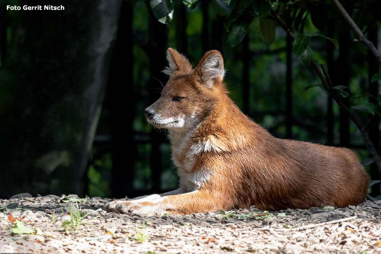 Asiatischer Rothund am 21. September 2020 auf der Außenanlage im Grünen Zoo Wuppertal (Foto Gerrit Nitsch)