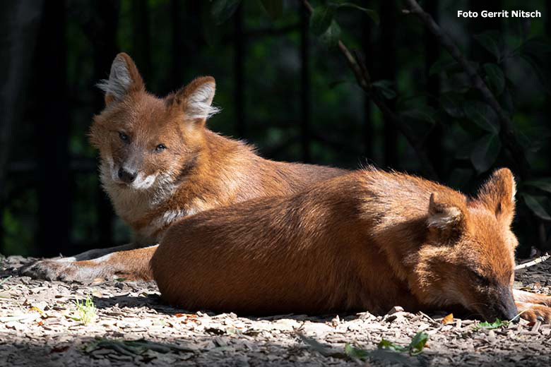 Asiatische Rothunde am 21. September 2020 auf der Außenanlage im Zoologischen Garten Wuppertal (Foto Gerrit Nitsch)