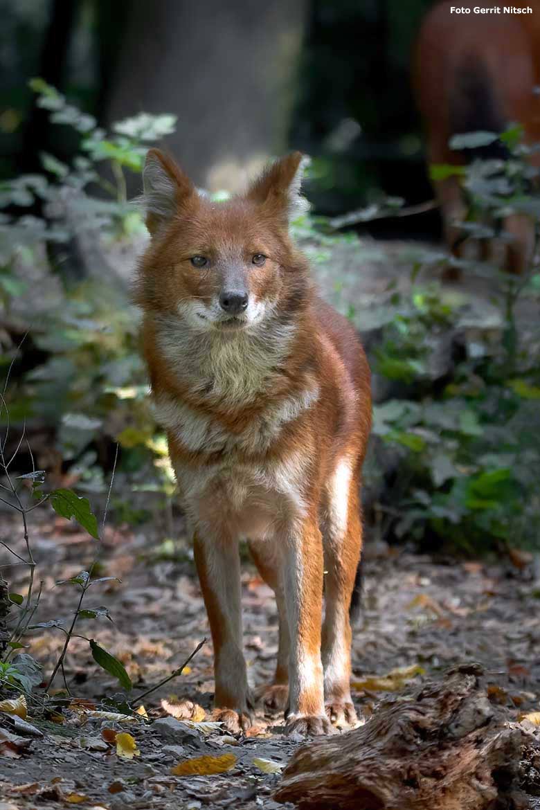 Asiatischer Rothund am 21. September 2020 auf der Außenanlage im Wuppertaler Zoo (Foto Gerrit Nitsch)