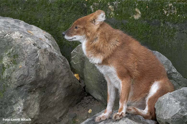 Asiatischer Rothund am 2. Oktober 2020 auf der Außenanlage im Grünen Zoo Wuppertal (Foto Gerrit Nitsch)