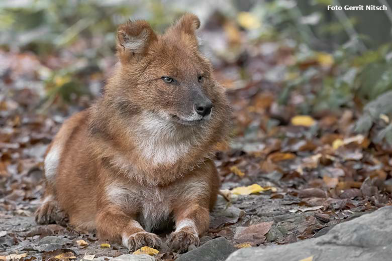 Asiatischer Rothund am 2. Oktober 2020 auf der Außenanlage im Zoologischen Garten Wuppertal (Foto Gerrit Nitsch)