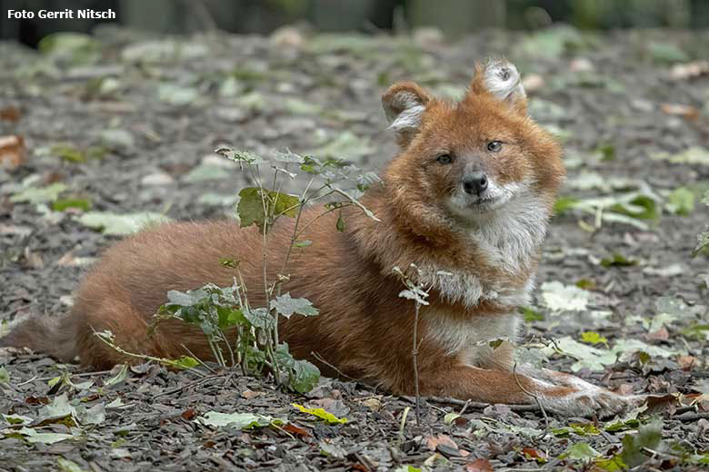 Asiatischer Rothund am 2. Oktober 2020 auf der Außenanlage im Wuppertaler Zoo (Foto Gerrit Nitsch)