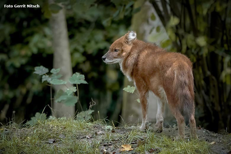 Asiatischer Rothund am 2. Oktober 2020 auf der Außenanlage im Grünen Zoo Wuppertal (Foto Gerrit Nitsch)