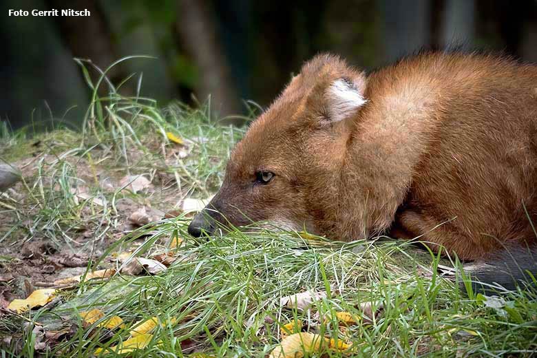 Hundeartiges Tier am 16. Oktober 2020 auf der als Wolfsanlage ausgeschilderten Außenanlage im Zoologischen Garten der Stadt Wuppertal (Foto Gerrit Nitsch)