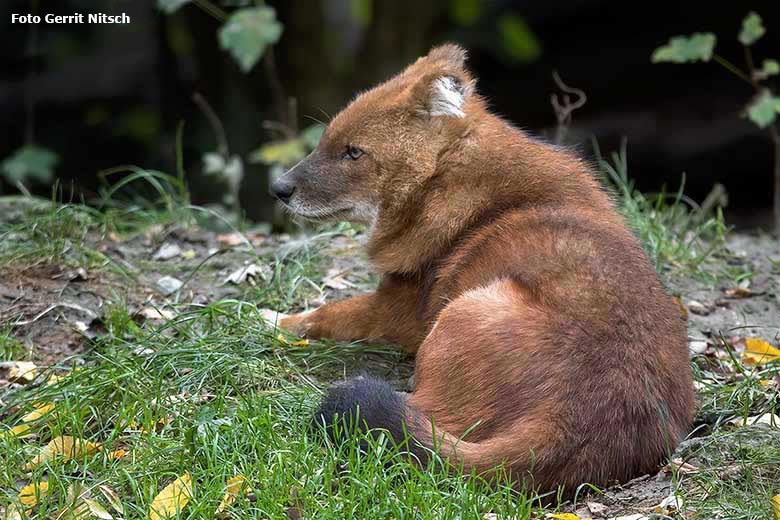 Hundeartiges Tier am 16. Oktober 2020 auf der als Wolfsanlage ausgeschilderten Außenanlage im Zoo Wuppertal (Foto Gerrit Nitsch)