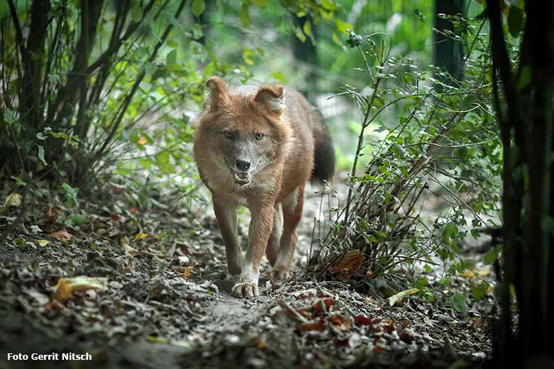 Hundeartiges Tier am 16. Oktober 2020 auf der als Wolfsanlage ausgeschilderten Außenanlage im Wuppertaler Zoo (Foto Gerrit Nitsch)